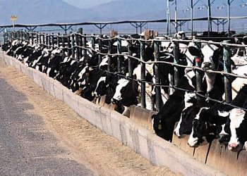 CAFO for cattle.  Image courtesy of U.S. Environmental Protection Agency